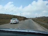 Pazi, kamele na cesti !