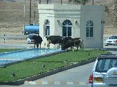 Tudi krave so ejne :))))) Pa čeprav je to hotelska voda ;)